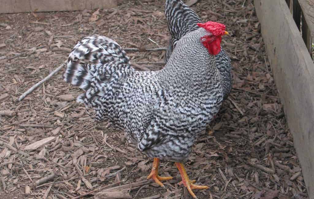 History and Origin of Dominique Chicken