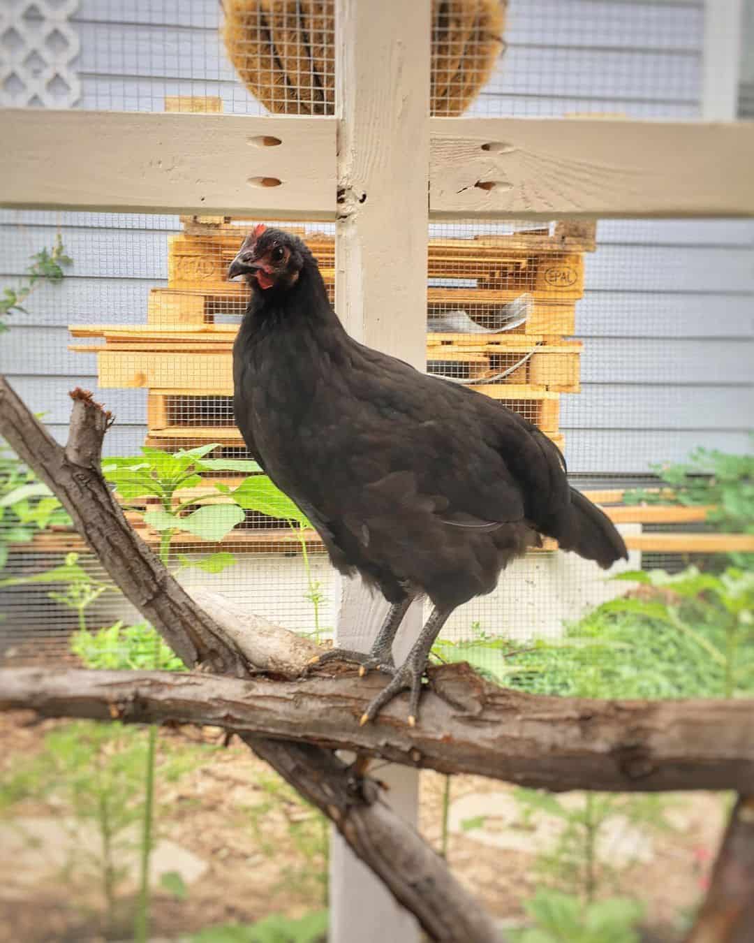 History and genetics of the Black Star chicken