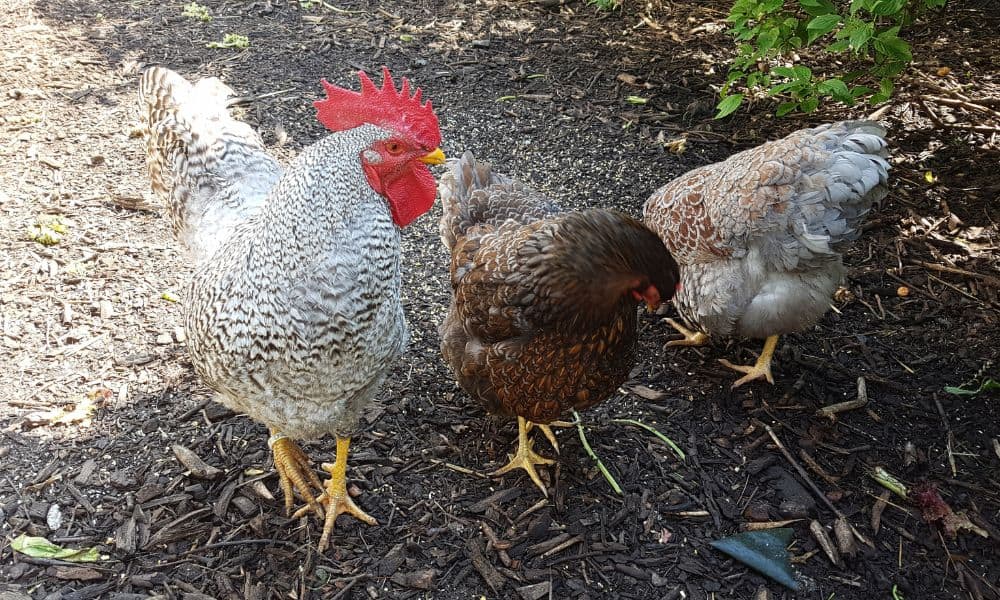 How Breed Affects Chicken Weight