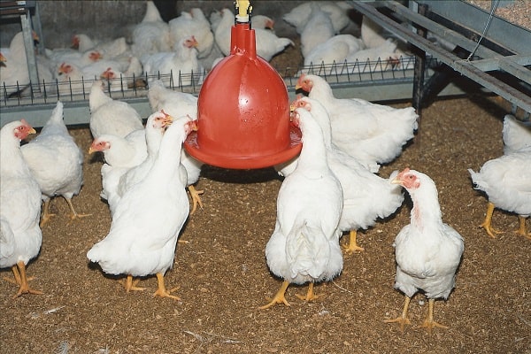 How Class Affects Chicken Weight
