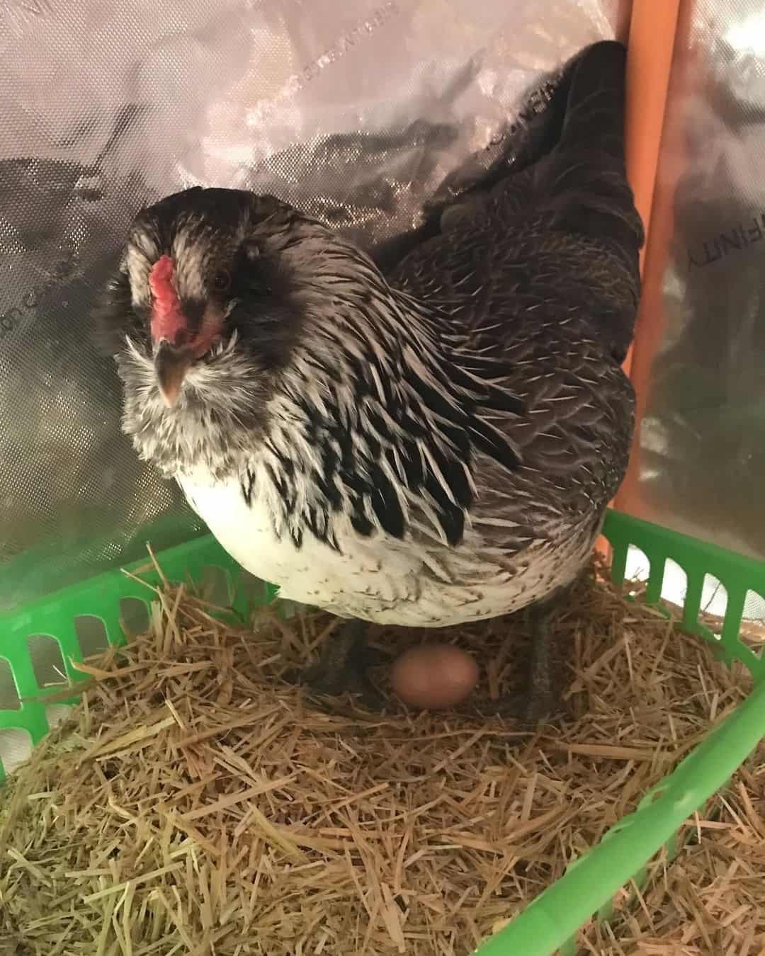 How Do I Keep Chickens Laying Eggs During Winter?