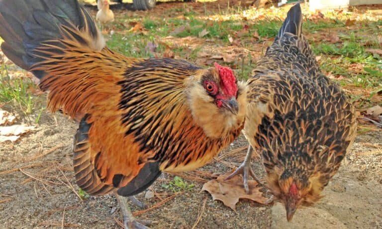 How Do You Stop Chickens from Pecking Each Other? (14 Tips)