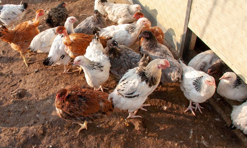 How Environmental Factors Affect Chicken Weight