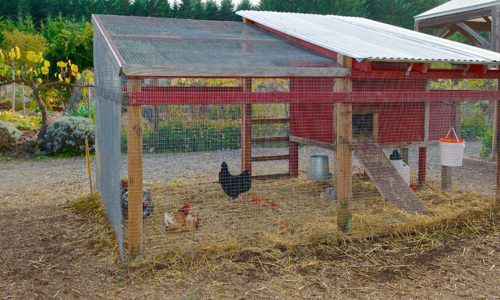 How Housing Affects Chicken Weight