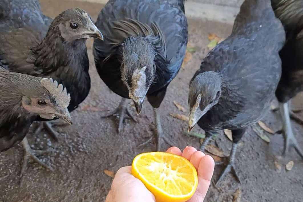 How Much Citrus Do Chickens Need?
