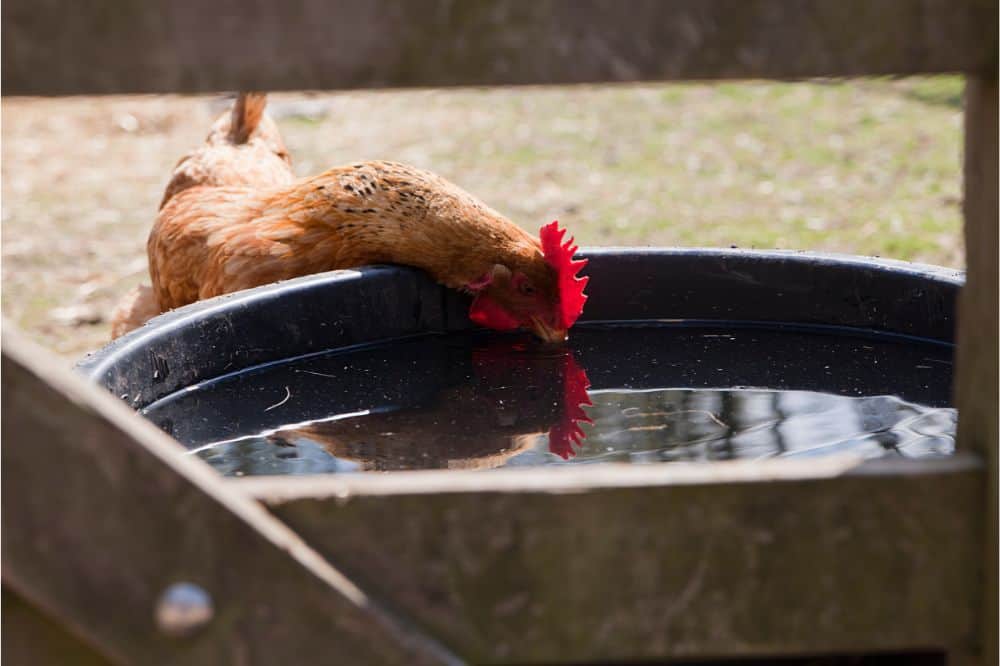 How Much Water Do Chickens Need?