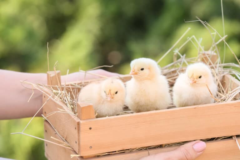 How To Care For Baby Chicks: A Beginner’s Guide
