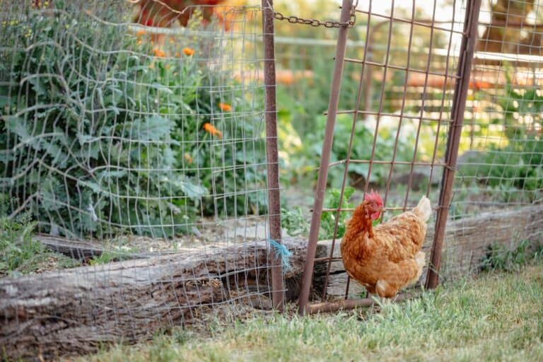 How To Keep Chickens Out Of Garden? (20 Effective Ways)