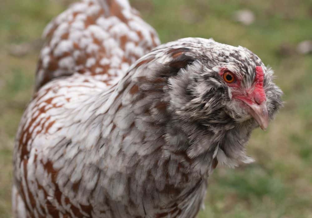 How Were Ameraucana Chickens Bred?
