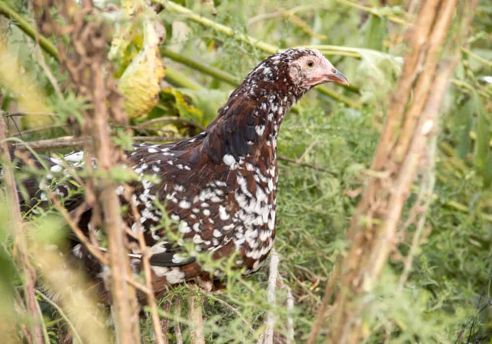 How are Speckled Sussex chickens for egg production?