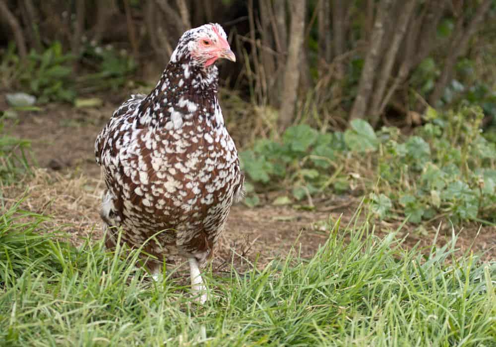 How are Speckled Sussex chickens for meat purposes?