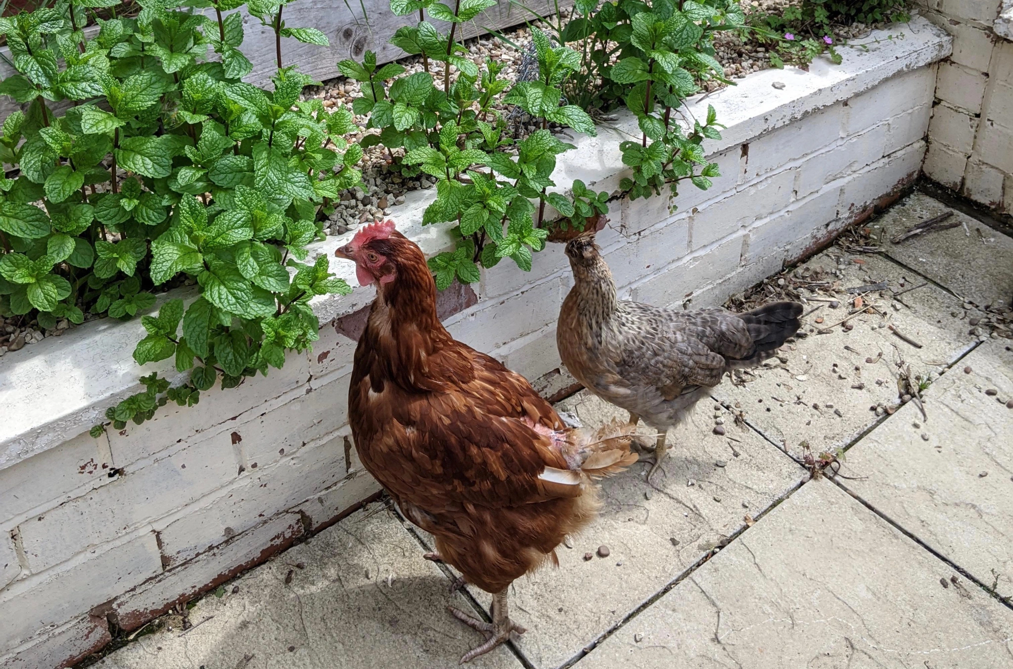 How can you feed mint to your chickens