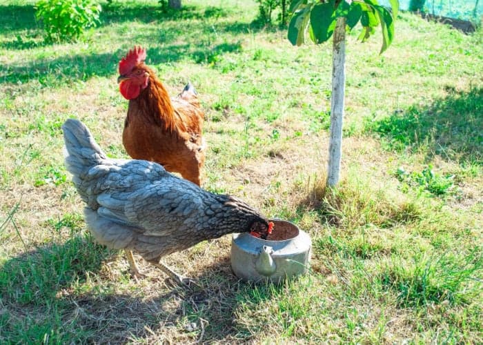 How can you feed yogurt to chickens