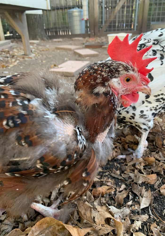 How do you care for Sussex chickens?