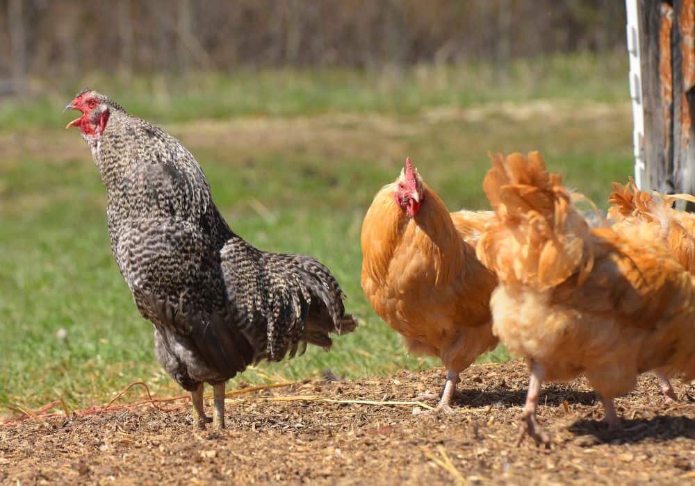 How do you care for free-range chickens?