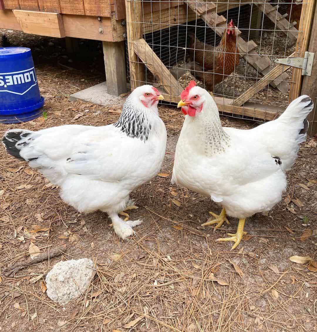 How do you care for your Delaware chickens?