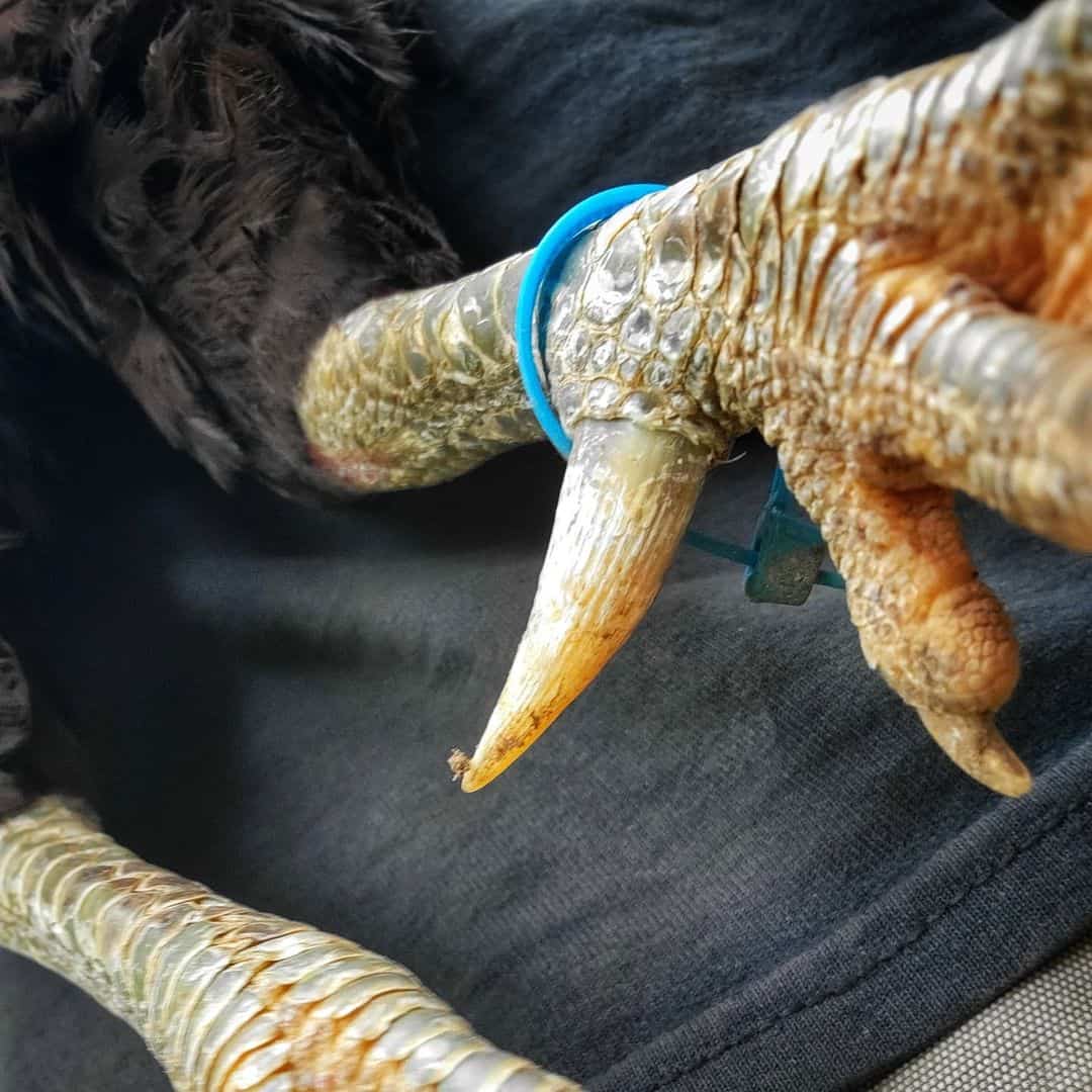 How do you remove a rooster's spurs?