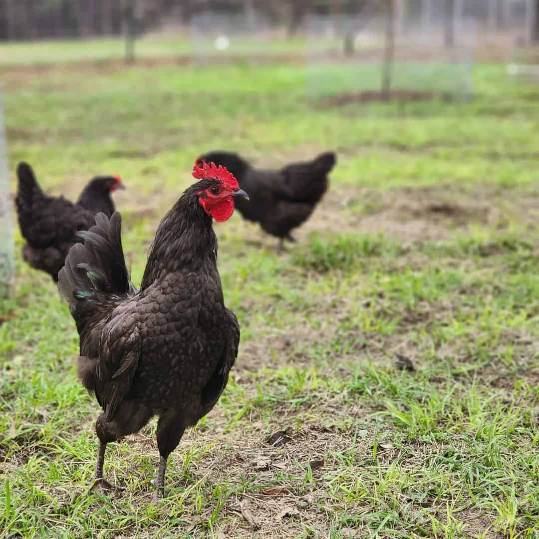 How good are Jersey Giant chickens at laying eggs?