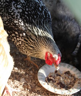 How much oatmeal should chickens get