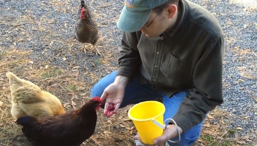 How should you feed raspberries to chickens