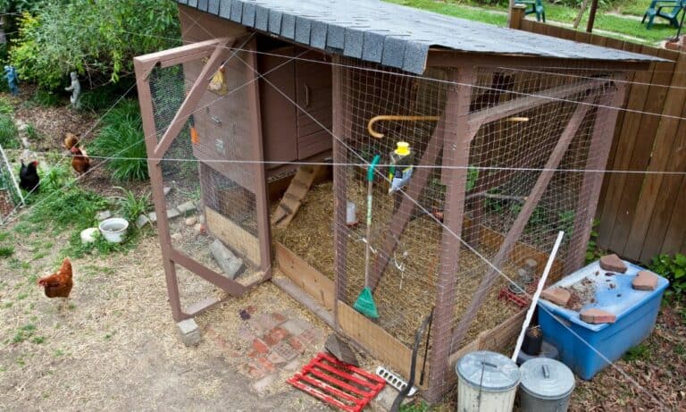 How to Clean a Chicken Coop? (When, Why & How Often)