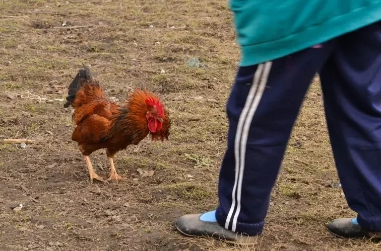 How to Curb Aggressive Roosters