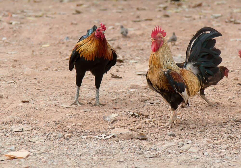 How to Deal with an Overzealous Rooster