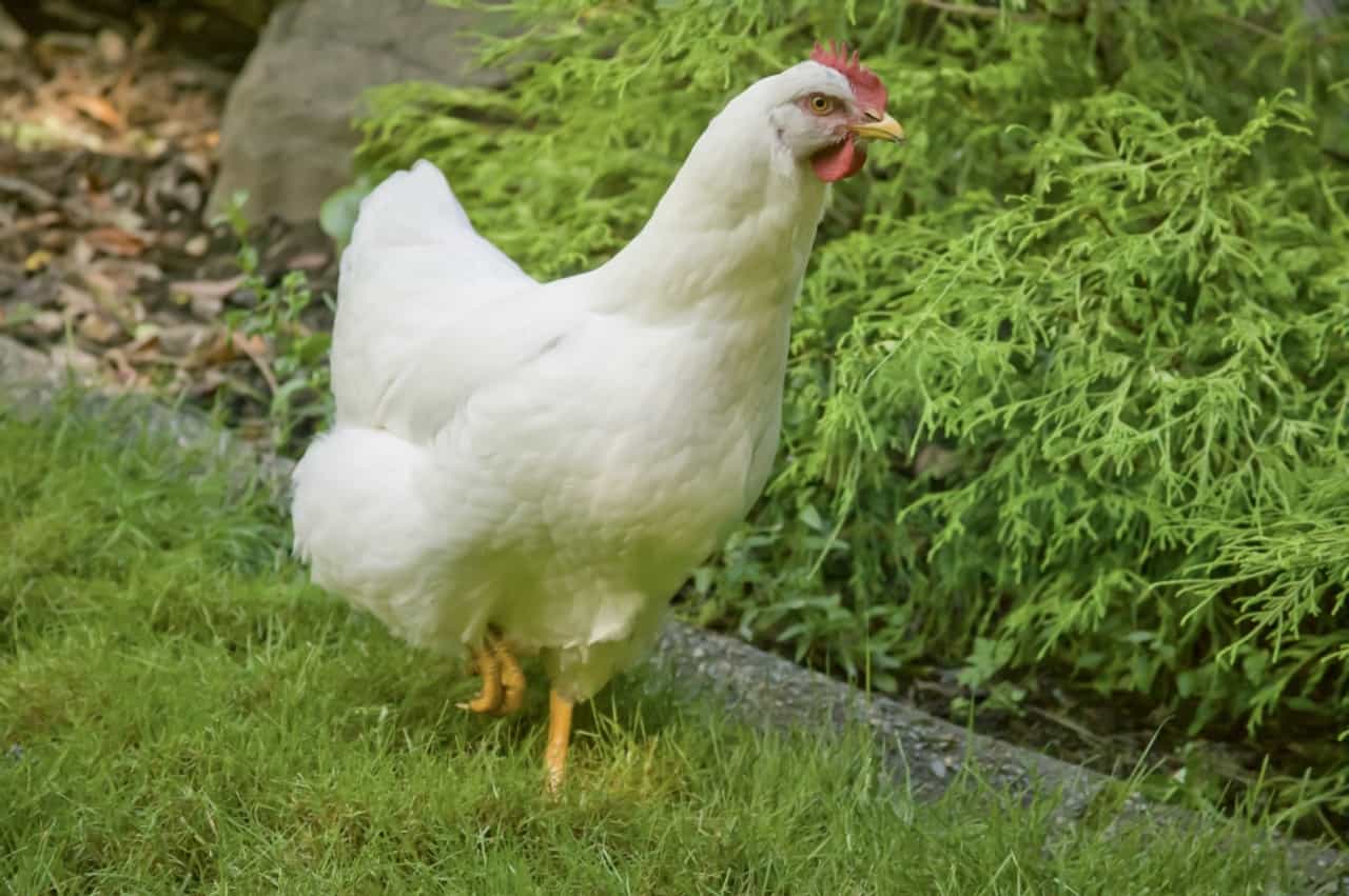 How to Get White Rock Chickens