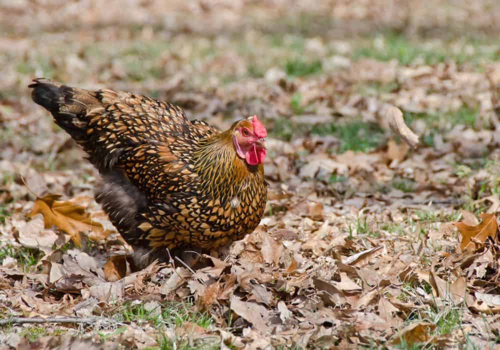 How to Identify Golden Laced Wyandottes? 