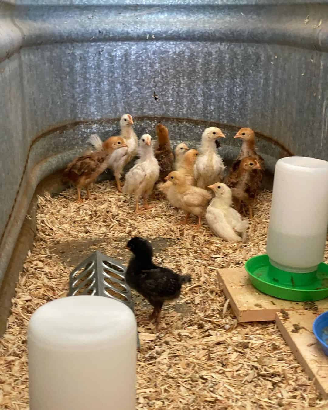 How to Identify Healthy Chicks Before Purchase?