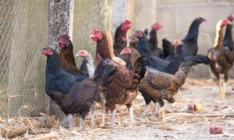 How to Introduce New Chickens to Your Flock? (6 Ways)