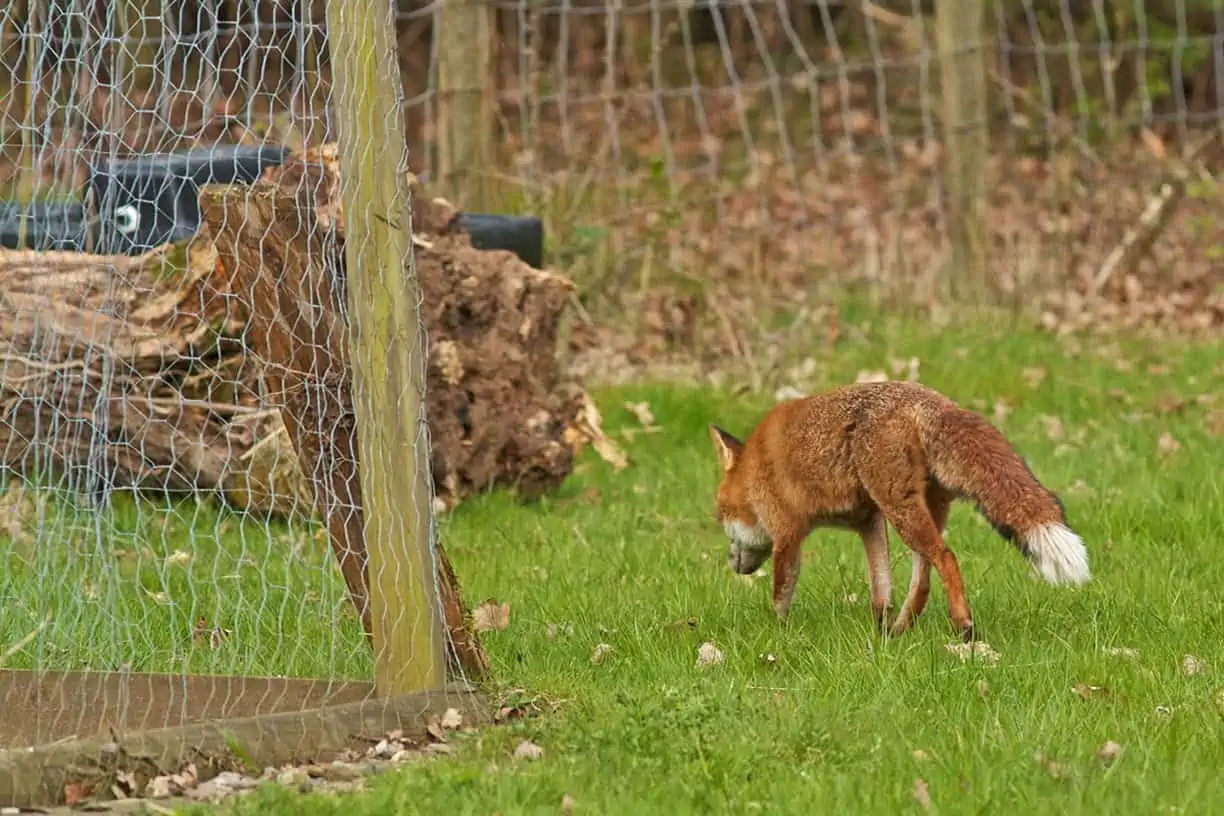 How to Keep Foxes Away from Chickens with Deterrents
