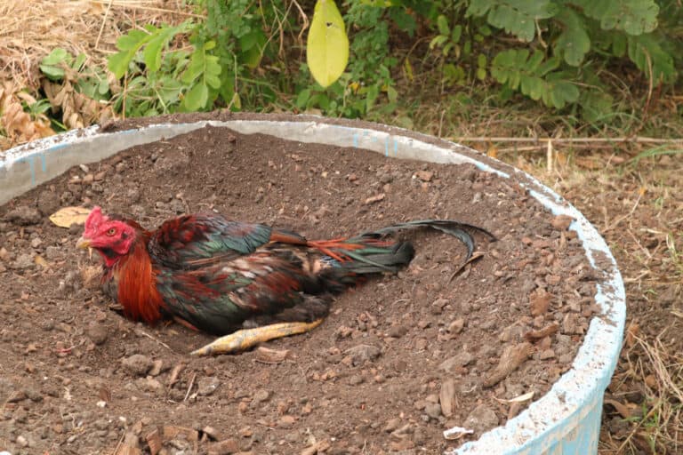 How To Make A Chicken Dust Bath? (Easy And Step By Step)