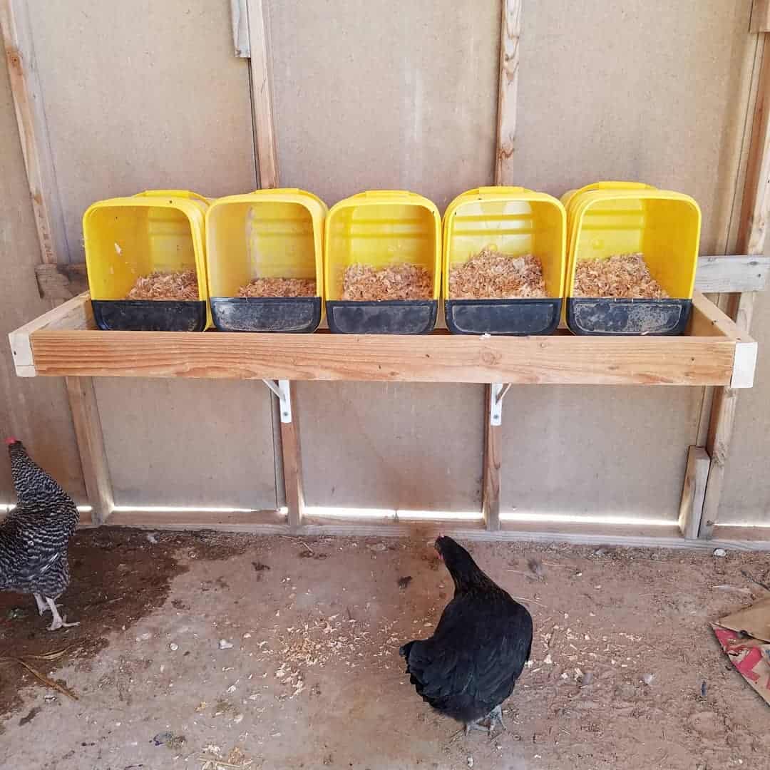 How to Properly Maintain Your Chicken Nesting Boxes?