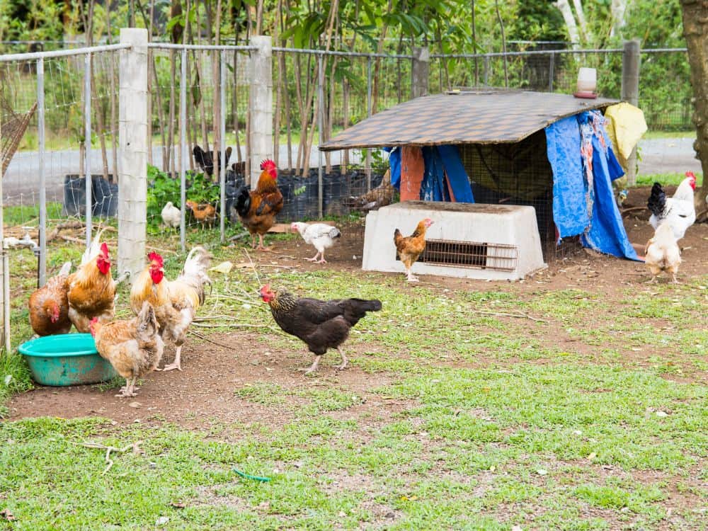 How to Save Money When Sheltering Your Chickens