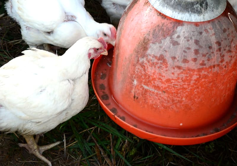 How to Save Money on Chicken Feeders and Waterers