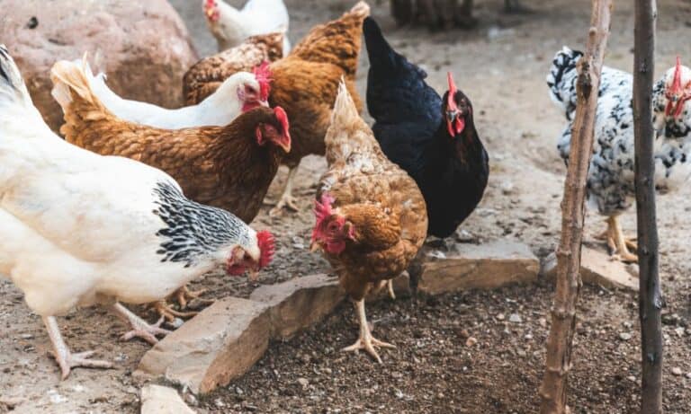 How to Stop Chickens from Pecking Each Other? (7 Ways)