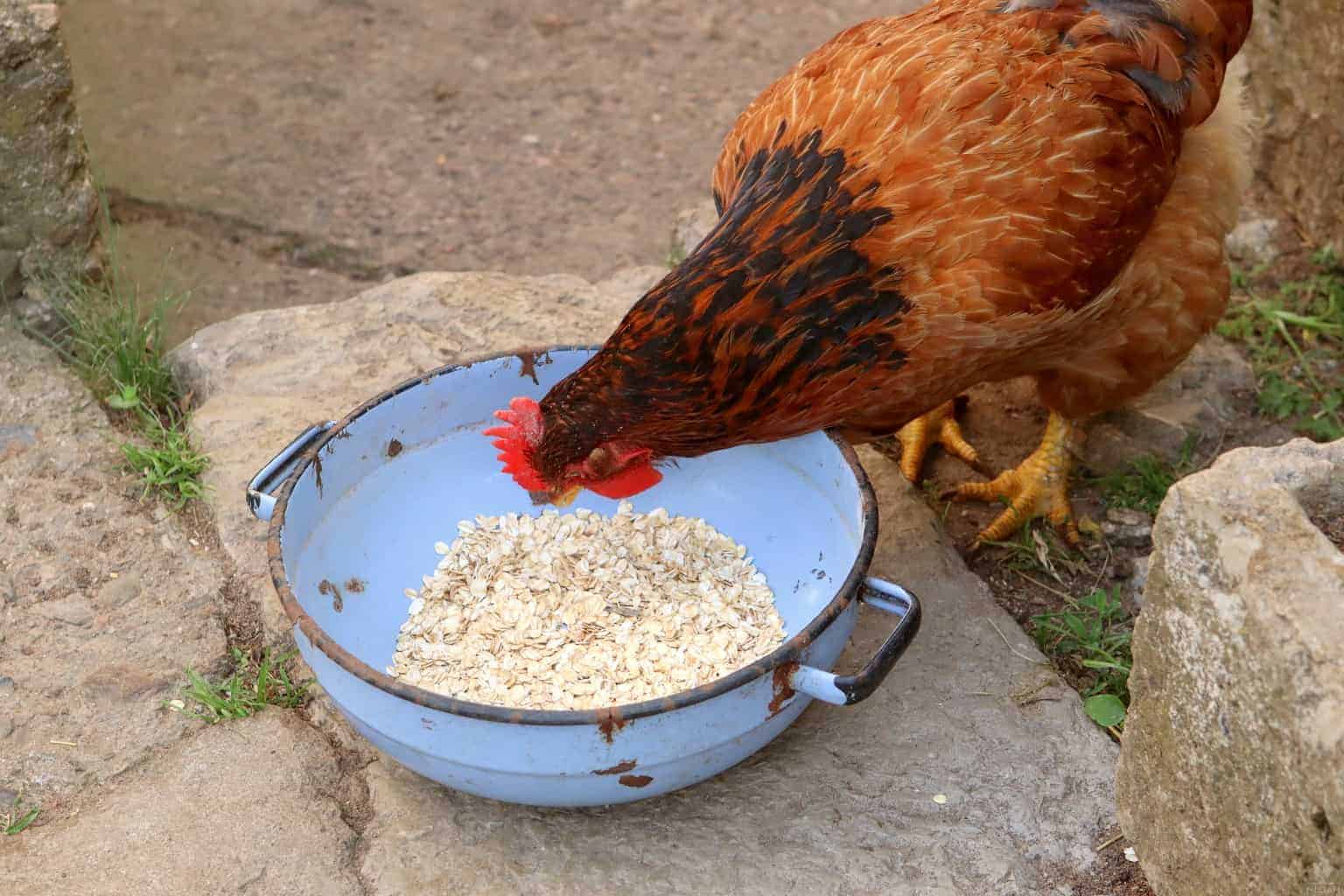 How to feed oats to chickens