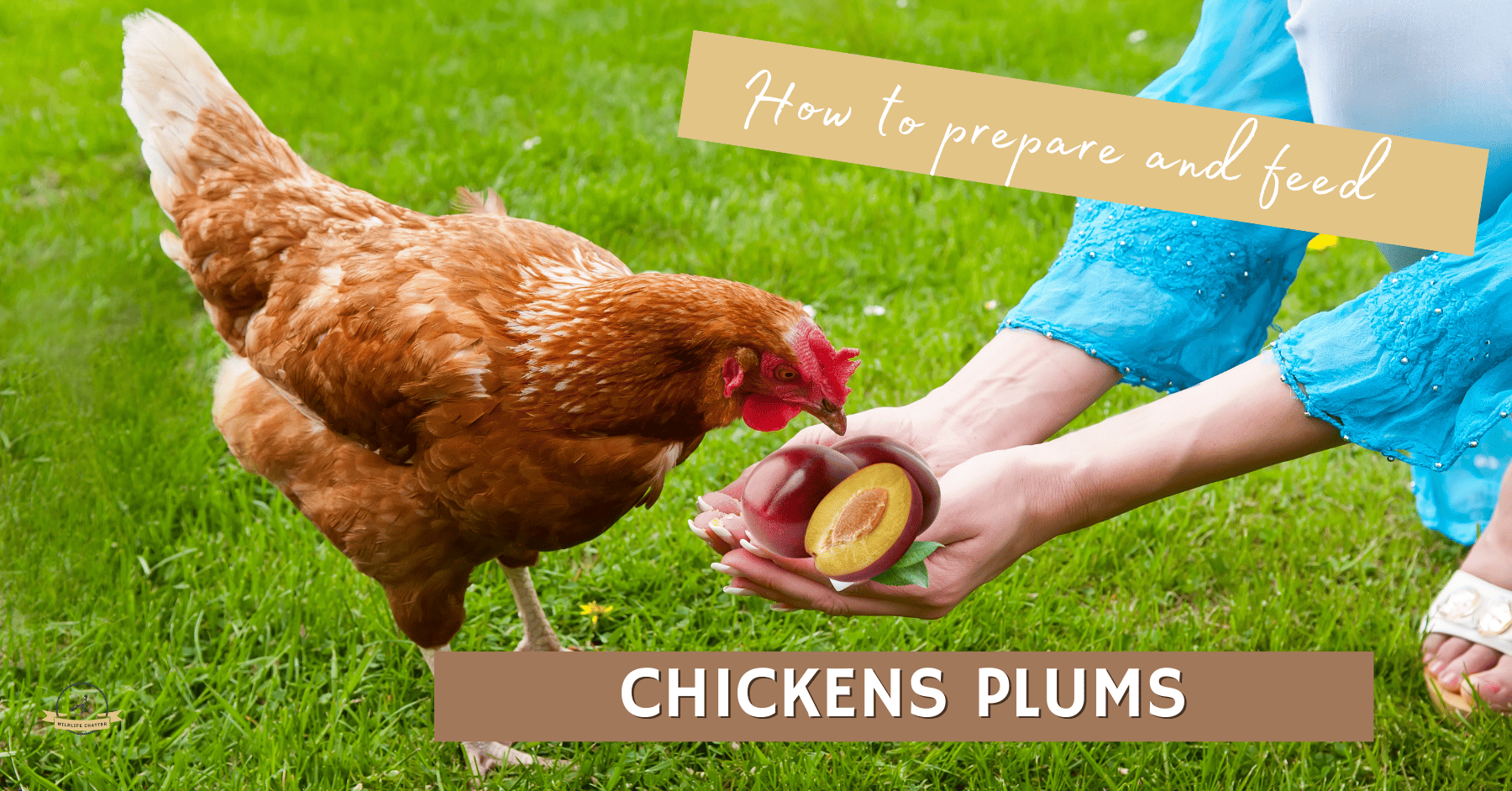 How to feed plums to chickens