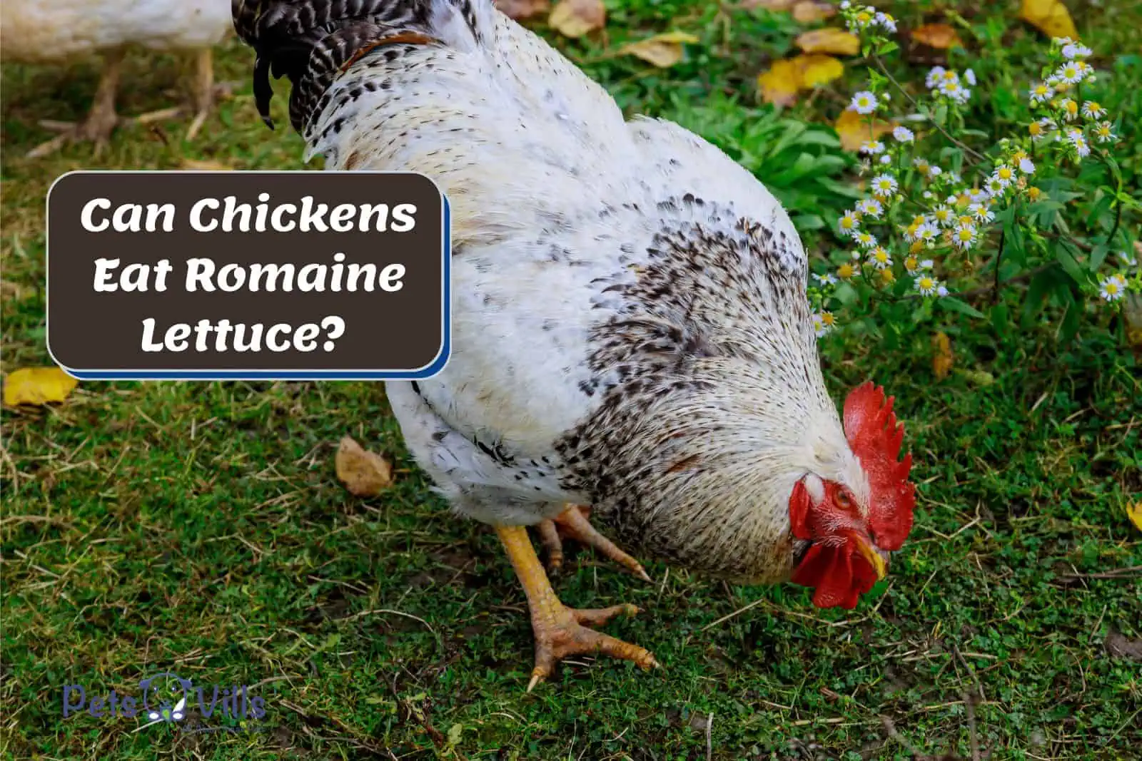 How to feed romaine lettuce to chickens