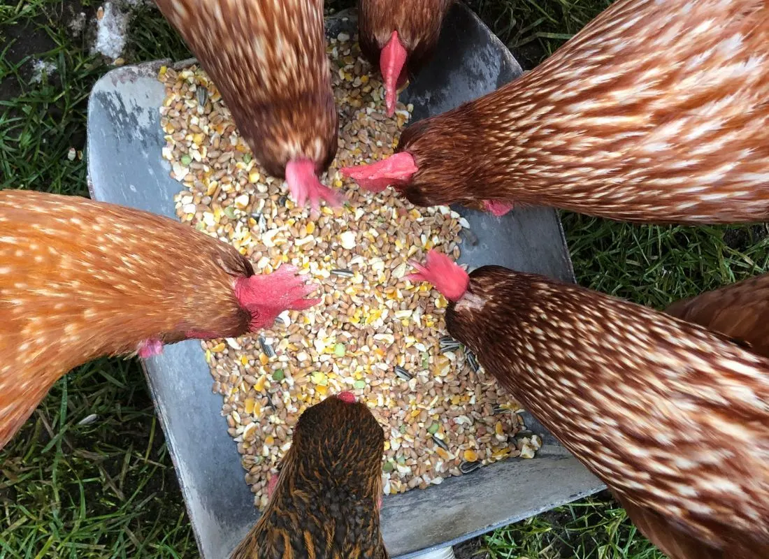 How to feed sunflower seeds to chickens