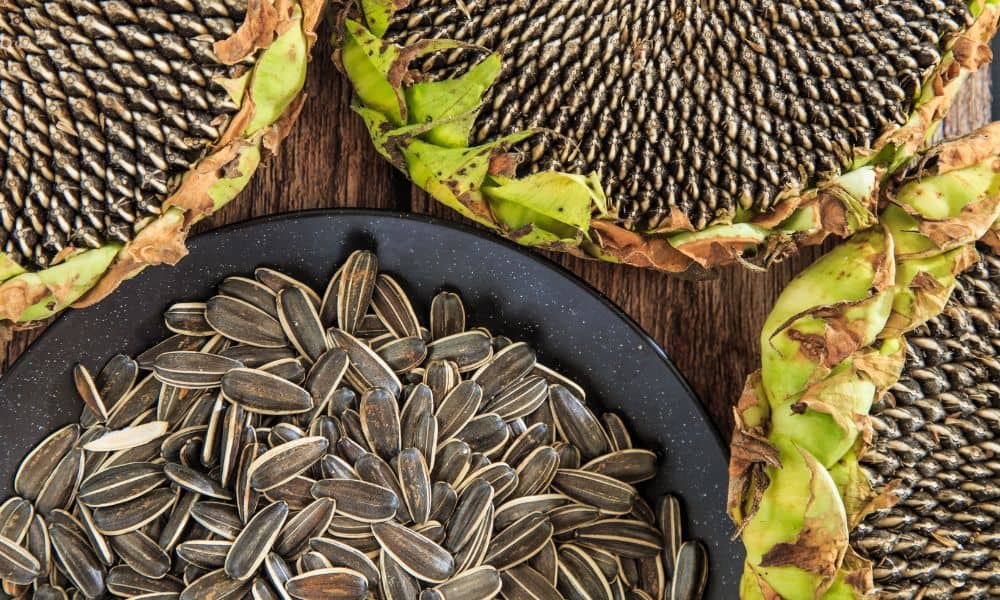 How to harvest and store sunflower seeds