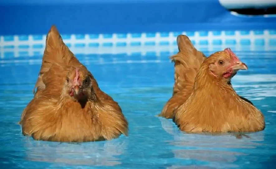 How to make sure your chickens are safe when swimming?