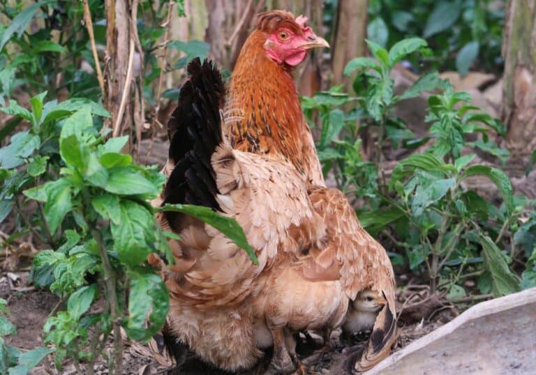 How To Protect Chickens From Hawks? (10 Effective Ways)