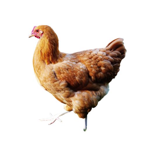 Hybrids-chicken-breeds Chicken Breeds
