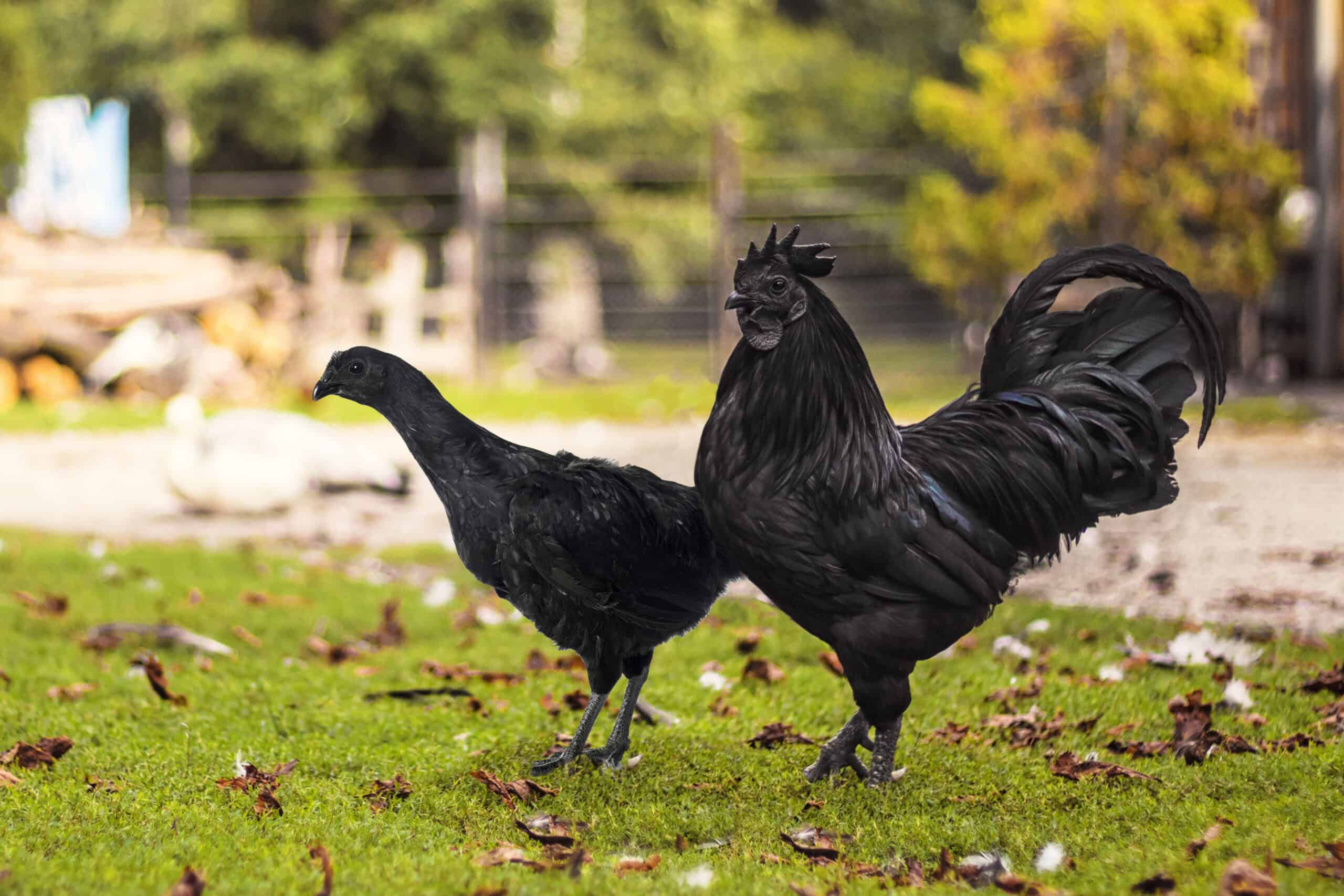 Identifying Ayam Cemani Chickens