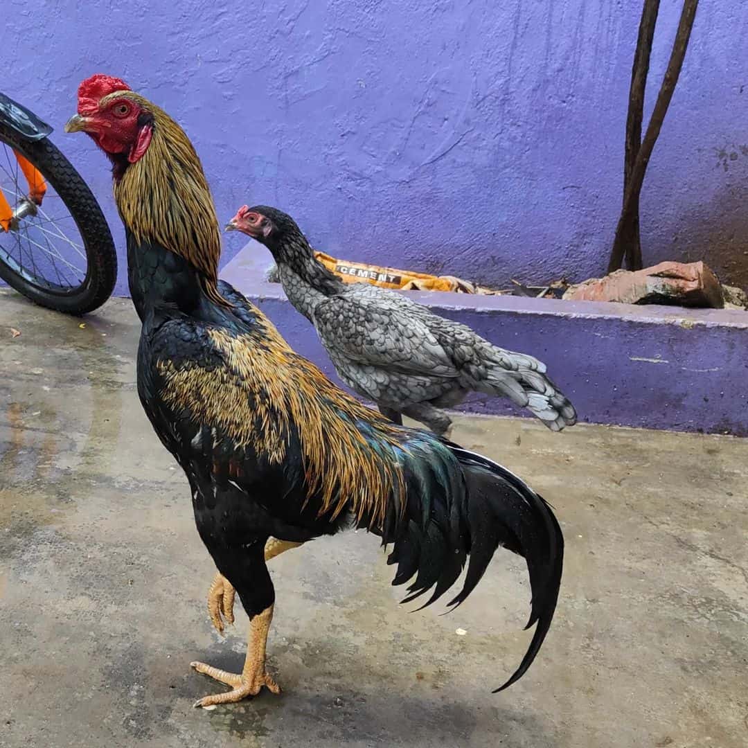 Indian Giant Chicken Appearance and Standard