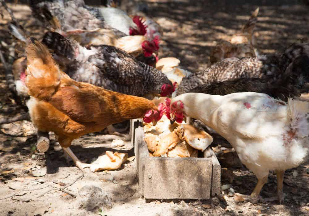 Is Mold Bread Safe For Chickens