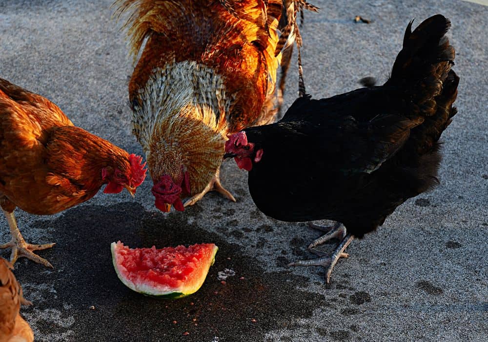Is Watermelon Safe for Chickens