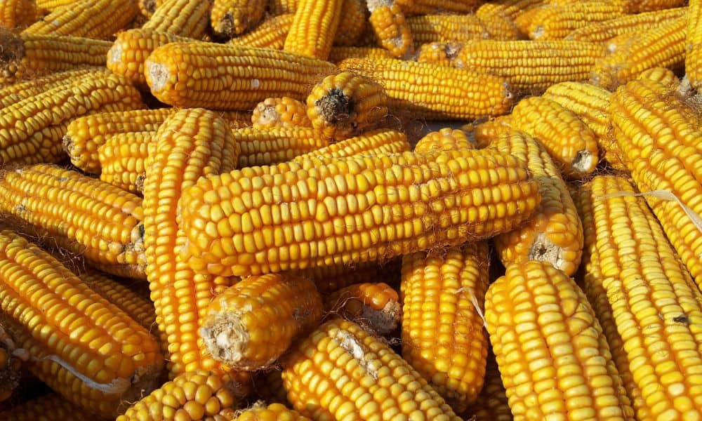 Is corn a “hot” food